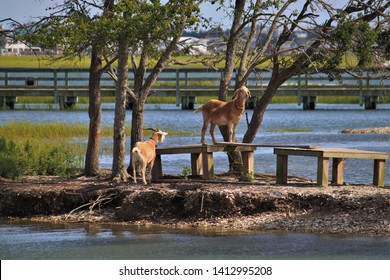 are dogs allowed at goat island