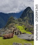 Visit Machu Picchu in the Andes near Cuzco. In the foreground is a llama, which makes the picture perfect. A few clouds and blue sky can be seen.