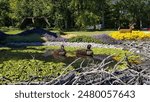 visit the mosaicultures in quebec city, the original artistic creation of horticulturists using nature, flowers and leaves.