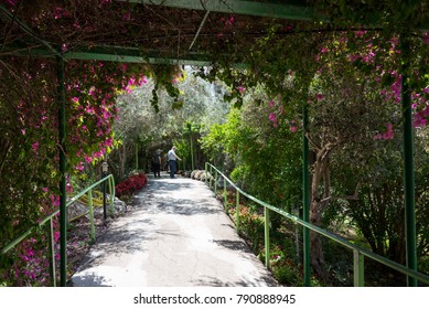 Visit to Utopia Orchid Park in Israel