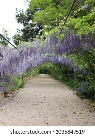 Visiting Beautiful Wisteria Lane In Late Spring.