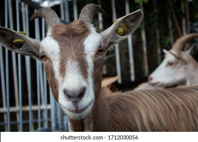 Visiting A Country Livestock Fair 