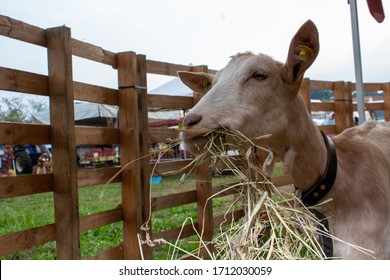 Visiting A Country Livestock Fair 