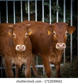 Visiting A Country Livestock Fair 