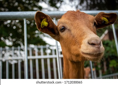 Visiting A Country Livestock Fair 