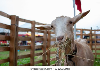 Visiting A Country Livestock Fair 