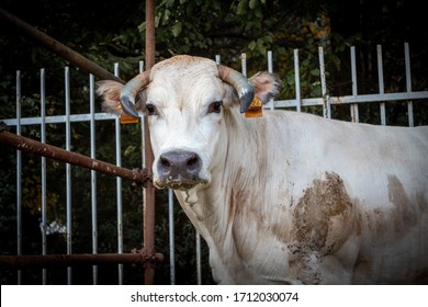 Visiting A Country Livestock Fair 