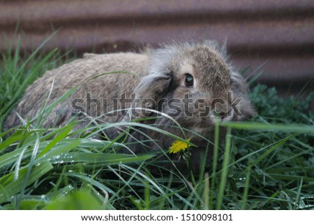 Similar – Rabbit eating flowers II