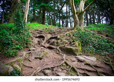 Visiting Killiney Hill In Ireland