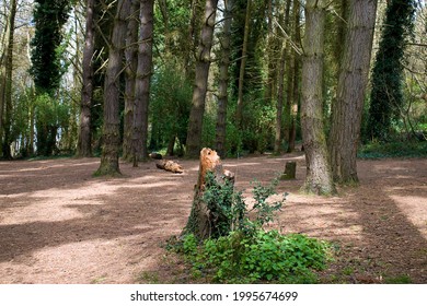 Visiting Killiney Hill In Ireland