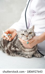 Visiting A Vet. Scared Cat In The Hands Of The Veterinarian.