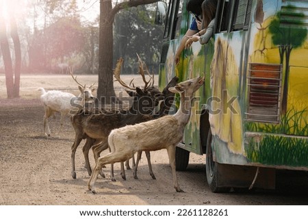 Visitor on coach shuttle bus of open zoo with feeding 