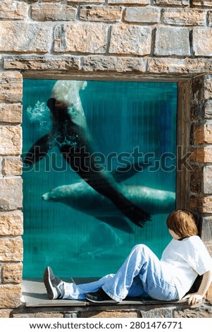 A visitor sits on a stone ledge in front of a large underwater viewing window, watching two sea lions swim gracefully in the blue water. The scene feels calm, immersive, and contemplative.