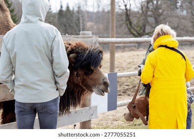 Visitors in colorful jackets observing a large brown camel behind a wooden fence at a farm or wildlife park.