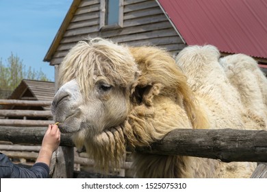 Visitors Feed Camel Zoo Stock Photo (Edit Now) 1525075310