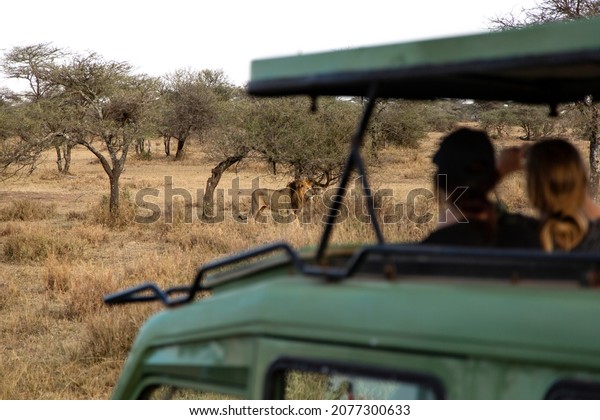 Visitors\
watching a lion from a safari car in\
Tanzania