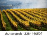 A vista of golden rows framed by green grass in an Oregon vineyard in fall.