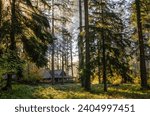The Vistor Center and Sunrise Through the Canopy of Silver Falls State Park, the largest state park in Oregon, USA