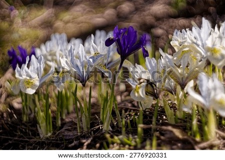 Visual embodiment of the intuitive harmony of chaos concept through the prism of manual optics. A group of spring primroses variety Katharine Hodgkin surrounds a bright purple iris species Iris reticulata against a dynamic swirly bokeh. The unique pattern of the vintage lens creates a painterly swirl effect, emphasizing the fragility and resilience of early flowers. High resolution detailing of the petals and soft background blur form an ethereal atmosphere of spring awakening. The frame is ideal for conceptual design, interior art, or premium greeting cards