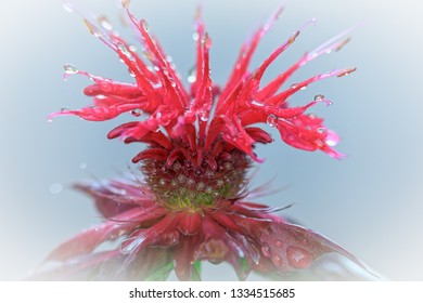 visual red bloom