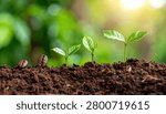 A visual representation of coffee plant development, showing the progression from seed to a small seedling in rich soil.