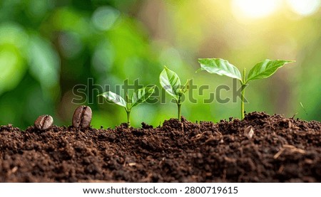 A visual representation of coffee plant development, showing the progression from seed to a small seedling in rich soil.