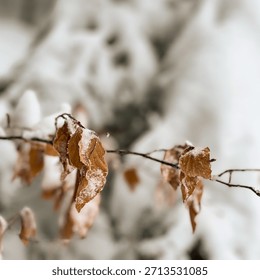 Visually arresting square image showcasing the intense texture and color contrast of a dry brown leaf and white frost against an out-of-focus snowy background.