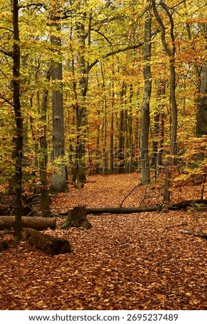 A visually rich forest path with a log obstacle. A powerful conceptual image for overcoming challenges, pivoting, or reaching a turning point in a personal or professional journey.