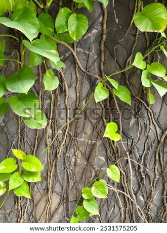 a visually striking and lush display of various green leaves, vines, and textures growing against a rugged, natural stone backdrop, creating a harmonious and vibrant natural scene.