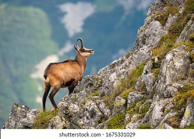 Chamois Images Stock Photos Vectors Shutterstock