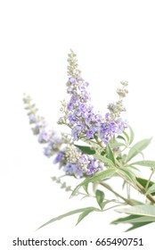 Vitex