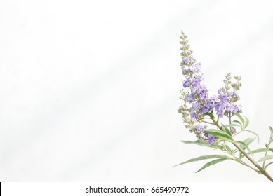 Vitex