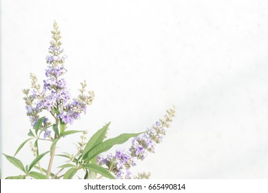 Vitex