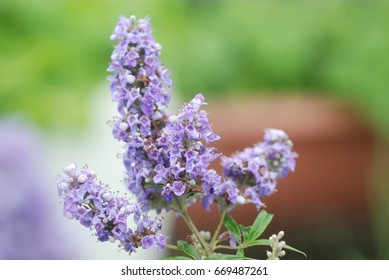 Vitex