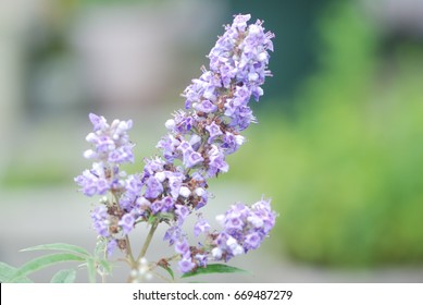 Vitex