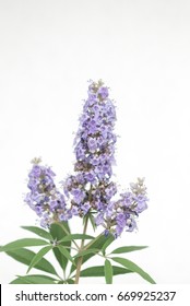 Vitex