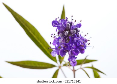 Vitex, Chaste Tree, Medical Plant