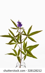 Vitex, Chaste Tree, Medical Plant