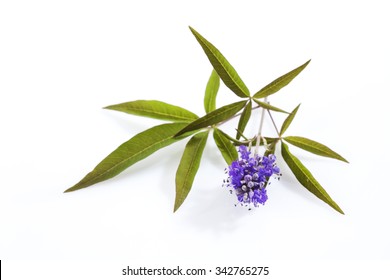 Vitex, Chaste Tree, Medical Plant