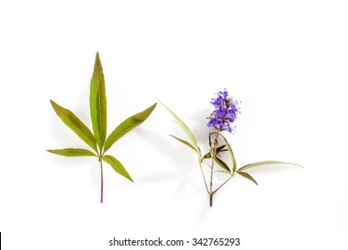 Vitex, Chaste Tree, Medical Plant