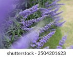 Vitex or chaste tree purple flowers with blurred foreground. Vitex agnus-castus flowering plant. Chastetree, chasteberry, Abraham