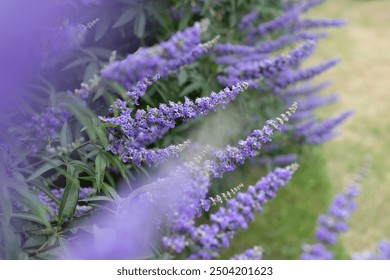 Vitex or chaste tree purple flowers with blurred foreground. Vitex agnus-castus flowering plant. Chastetree, chasteberry, Abraham's balm,lilac chastetree or monk's pepper ornamental plant.
 - Powered by Shutterstock