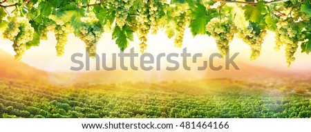 Viticulture At Sunset - White Grapes Hanging In Vineyard
