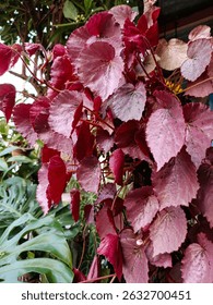 Vitis coignetiae, called red glory vine. Dark green during the growing season, turning orange-red in the fall.