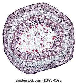 vitis stem - cross section cut under the microscope – microscopic view of plant cells for botanic education