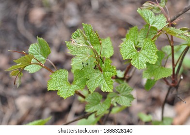 Vitis vinifera: the first leaves of grapes grow on the vine in spring