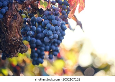 Vitis vinifera grape vine dark blue ripe fruits