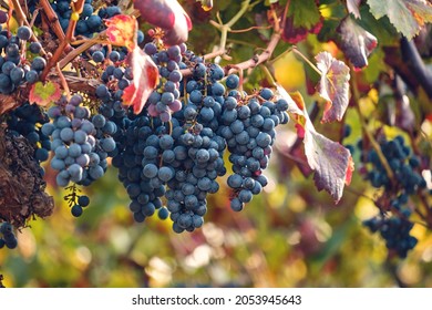 Vitis vinifera grape vine dark blue ripe fruits
