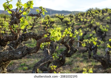 Vitis vinifera grape vines cultivated in making farm vineyard in Ribeira Sacra, Galicia, Spain