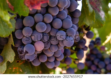 Vitis vinifera grapevine black grapes ripe fruits in winemaking farm in La Mancha, Spain Foto stock © 